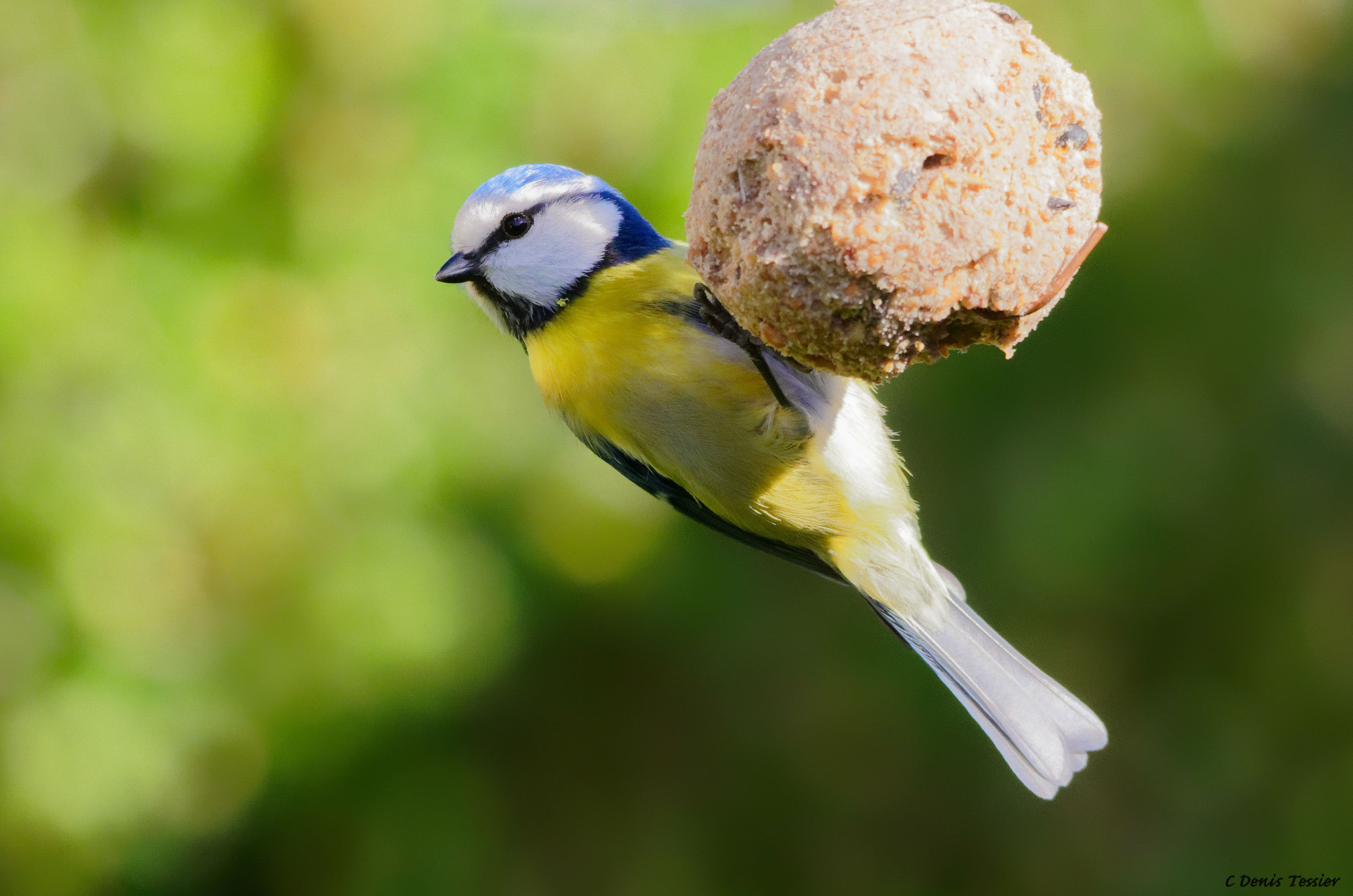 une mésange bleue, un oiseau parmi la biodiversité de la ferme